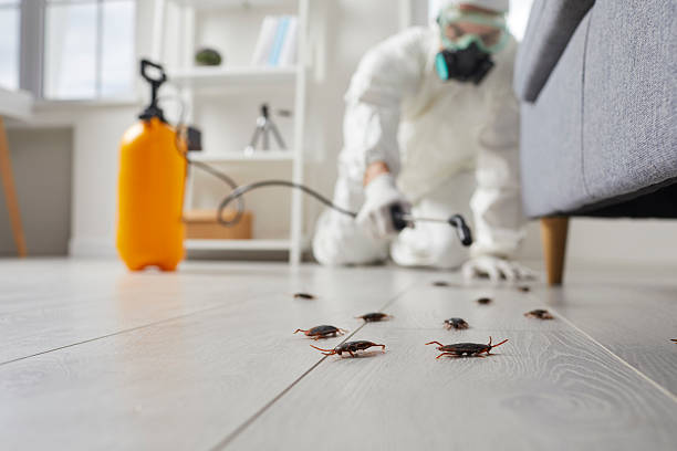 Post-Treatment Bed Bug Interceptor Monitoring in Williston
